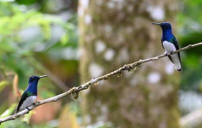 Male White-necked Jacobins