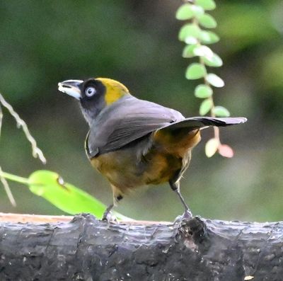 Dusky-faced Tanager