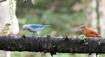 Female Thick-billed Euphonia (L), Blue-gray Tanager (C), female White-lined Tanager (R)