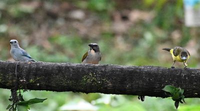 Blue-gray Tanager (L), Buff-throated Saltator (C), female Flame-rumped Tanager (R)