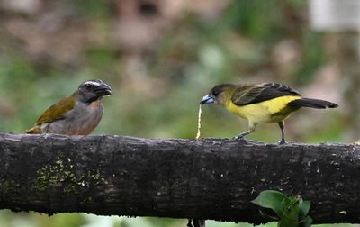 Buff-throated Saltator (L) and female Flame-rumped Tanager (R)