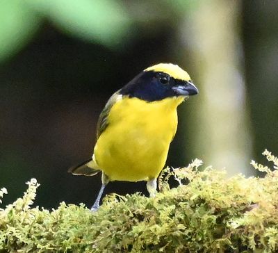 Male Thick-billed Euphonia
with yellow chin