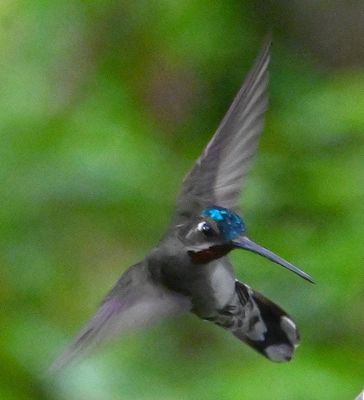 Long-billed Starthroat