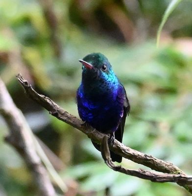 Violet-bellied Hummingbird