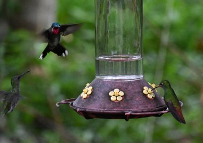 Long-billed Starthroat (L), Rufous-tailed Hummingbird (R)
