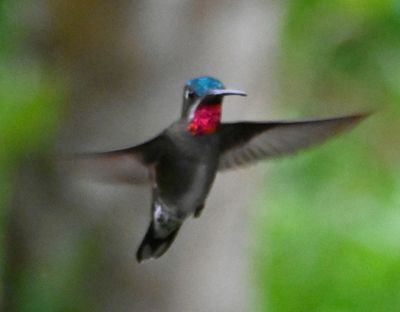 Long-billed Starfrontlet