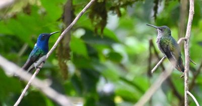Male and female White-necked Jacobins