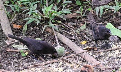 Shiny Cowbirds