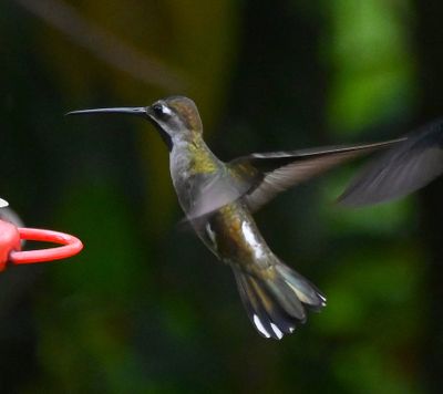 Long-billed Starthroat