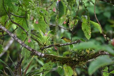 Thick-billed Euphonia
in a colorful setting