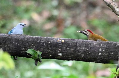 Blue-gray Tanager (L), Golden-olive Woodpecker (R)