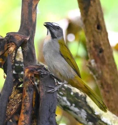 Buff-throated Saltator