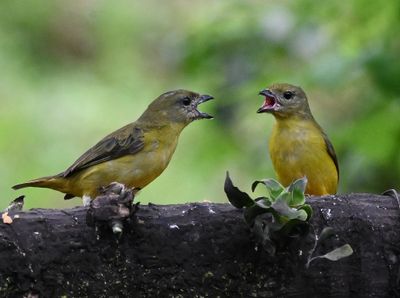 Two squabbling Thick-billed Euphonias