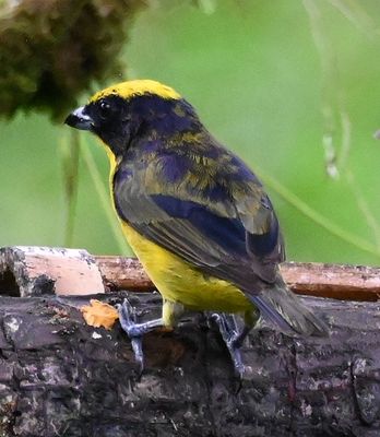 Thick-billed Euphonia
molting?