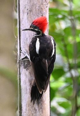 Linneated Woodpecker