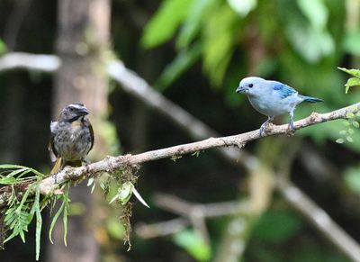 Buff-throated Saltator (L), Blue-gray Tanager (R)