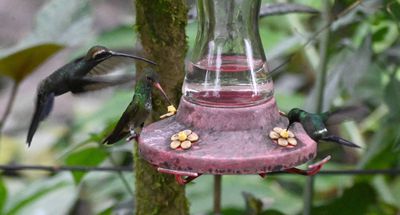 White-whiskered Hermit (L), Rufous-tailed Hummingbird (C), male Green Thorntail (R)