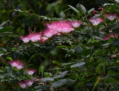 Stickpeas
Genus Calliandra