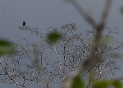 Bronze-winged Parrots in a distant tree