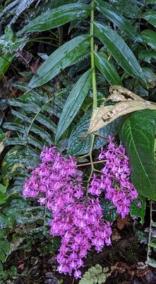 Day 5: Fri, Mar 8, 2024--at Refugio Paz de las Aves
Epidendrum nanegalense
a member of Cattleya Alliance Orchids Subtribe Laeliinae