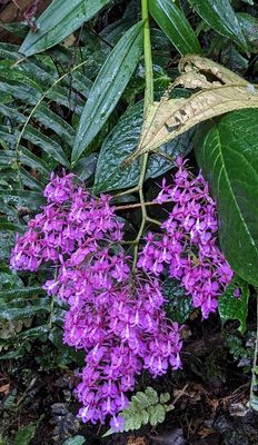 Epidendrum nanegalense
a member of Cattleya Alliance Orchids Subtribe Laeliinae