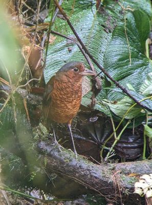 Andy took photos for several of us through his spotting scope using our phones.
