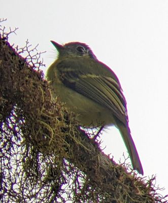 Andy took this digiscope photo of the Marble-faced Bristle-Tyrant through his scope, using my Pixel phone camera, and you can see the 'bristles' around the bird's bill.