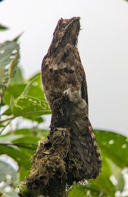 Common Potoo
Digiscope photo taken by Andy, using his scope and my Pixel phone camera