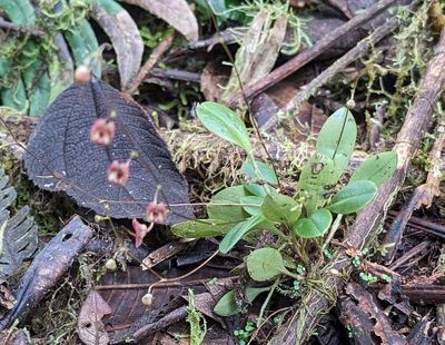 Leach Orchids
Genus Stelis