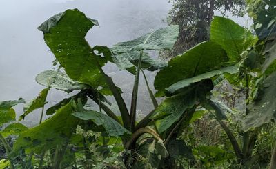 Mickey Mouse Taro
Xanthosoma undipes
Last of Day 5: Fri, Mar 8, 2024--at Refugio Paz de las Aves