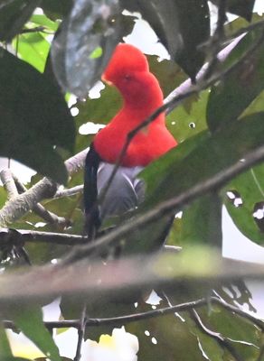 Ecuador Birds, Fri, Mar 8, 2024, Day 5