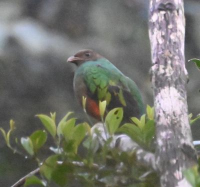 On the way back from the lek, Andres pointed out a female Golden-headed Quetzal.