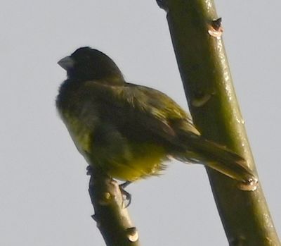 Yellow-bellied Seedeater
in a tree near the parking lot