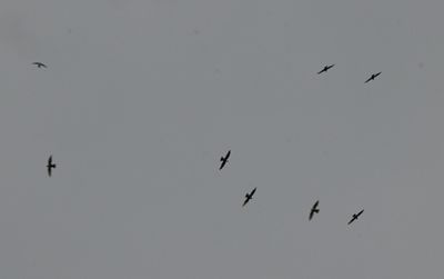 White-collared Swifts
about 45 flew overhead