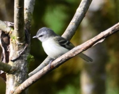 White-tailed Tyrannulet
in a tree at the edge of the parking lot