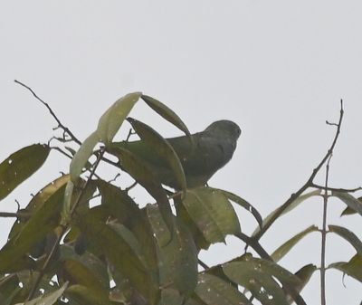 Red-billed Parrot
in a distant tree