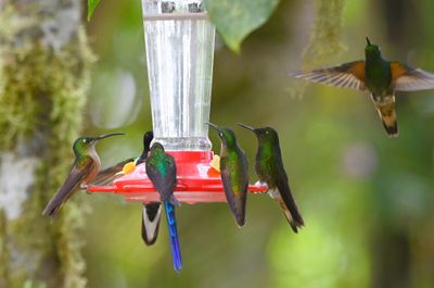 Fawn-breasted Brilliant (L), Violet-purple Coronet (behind), Violet-tailed Sylph (C), Fawn-breasted Brilliant (R), and two Buff-tailed Coronets