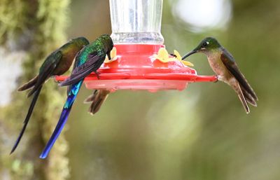Two Violet-tailed Sylphs (L), Fawn-breasted Brilliant (R)
