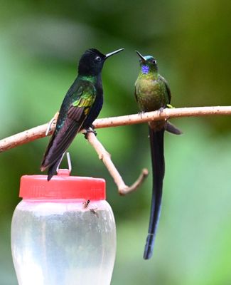 Violet-purple Coronet (L), claiming the feeder high ground from the Violet-tailed Sylph (R)