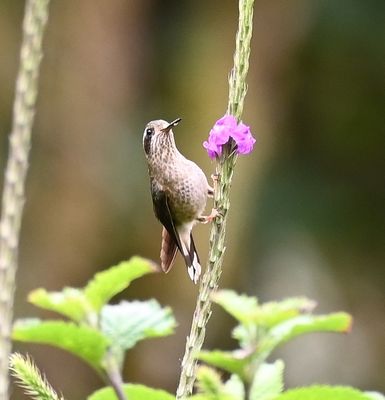 Speckled Hummingbird on pink verbena