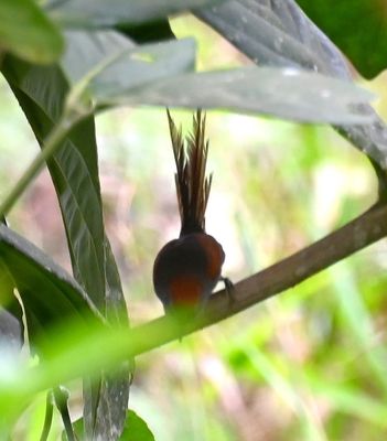 We got a brief look at the Azara's Spinetail before it did its usual vanishing act.