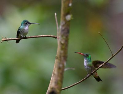 Andean Emerald (L), Rufous-tailed Hummingbird (R)