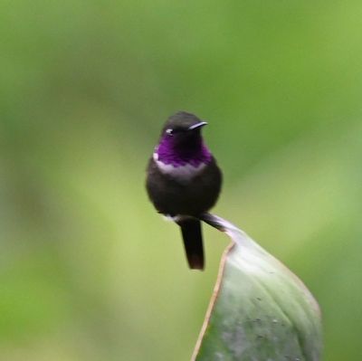 Male Purple-throated Woodstar
