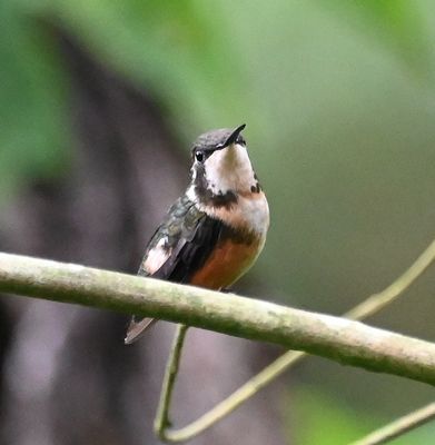 Purple-throated Woodstar