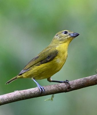 Female Thick-billed Euphonia