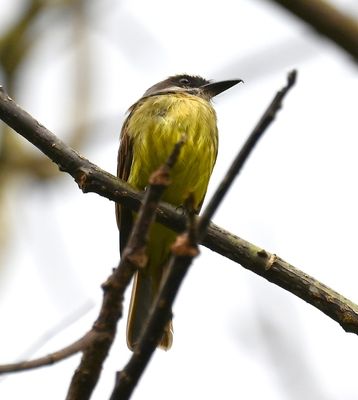 Golden-bellied Flycatcher
perched high in a tree above the patio