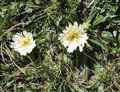 Chikku Chikku
Hypochaeris sessiliflora