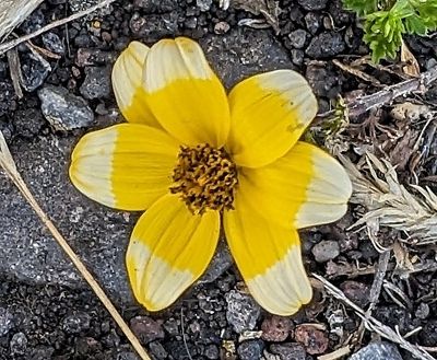 Beggarticks
Genus Bidens