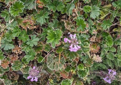 Lady's-Mantles
Genus Alchemilla