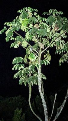 Black-banded Owl
We arrived at San Isidro Lodge in time for dinner and, afterward, walked down below the deck of the restaurant and found this owl in a distance cecropia tree. I didn't have my big camera, so got the phone photo.